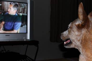 dog watching TV