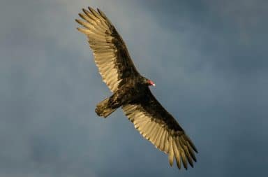 turkey vulture