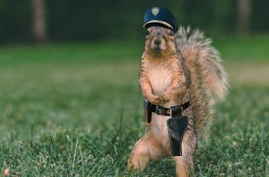 what if a squirrel were a cop?!