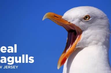 real seagulls of new jersey