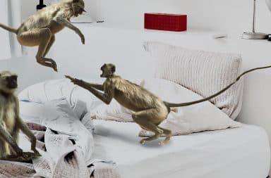 monkeys jumping on the bed