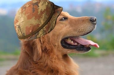 dog in an army helmet