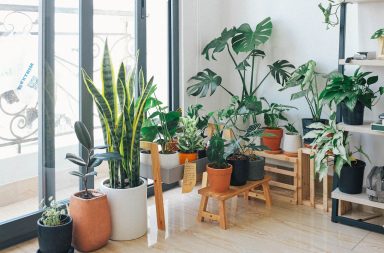 Houseplants on decorative stands