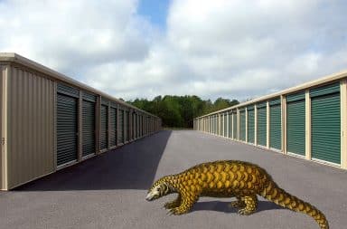 pangolin at a storage unit