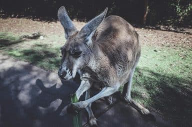 Kangaroo stands with joey in the grass