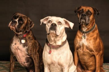Three curious dogs