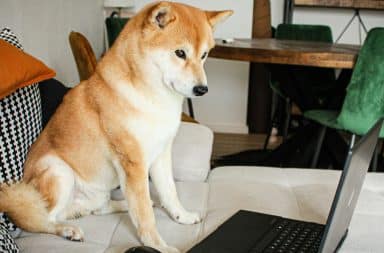 dog on the computer