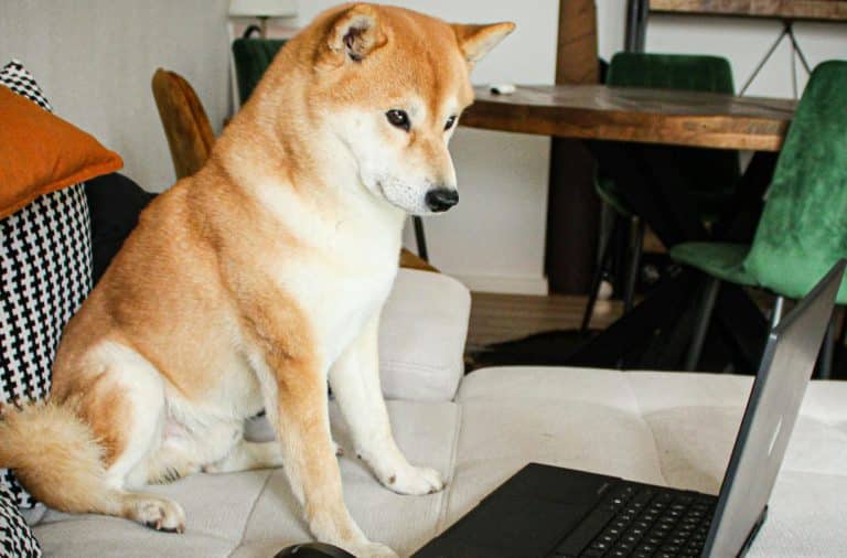dog on the computer