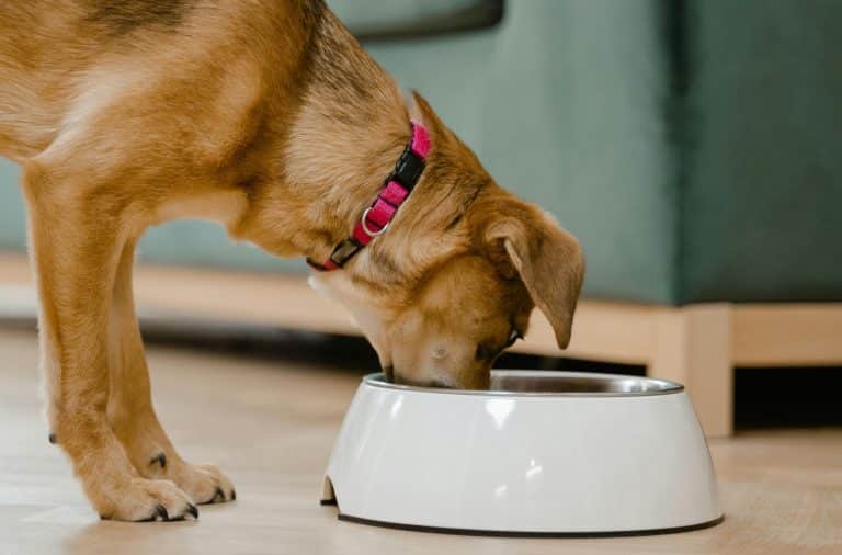 dog eatin' from the dang bowl