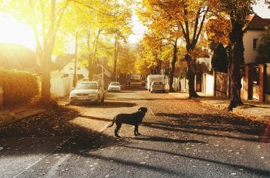 lost dog