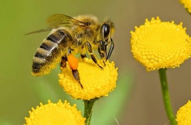 bee on da flower