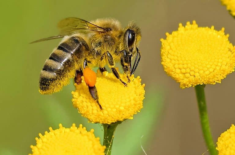 bee on da flower