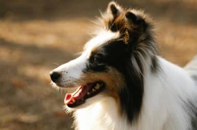 its that one dog