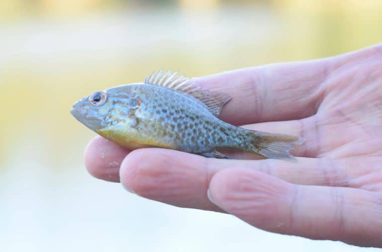 fish on land caught