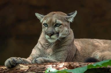 mountain lion....