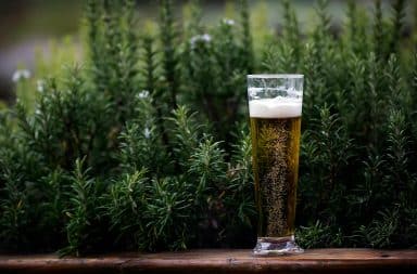 Plant beer
