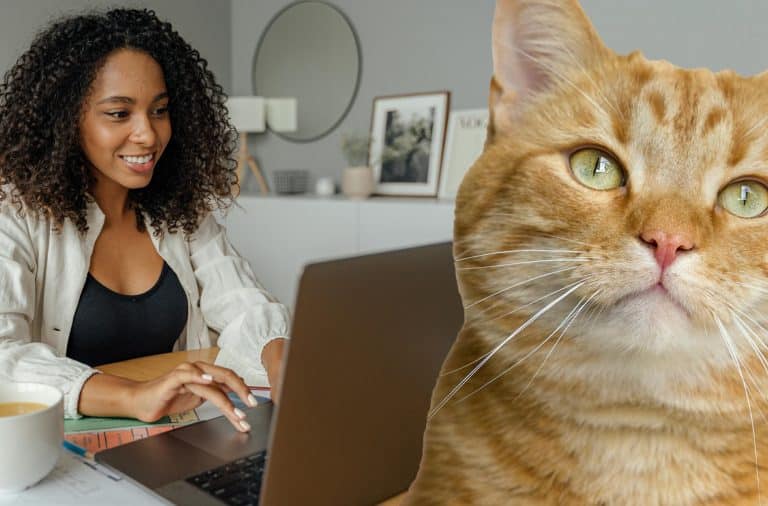 a lady on a laptop and a cat in the foreground