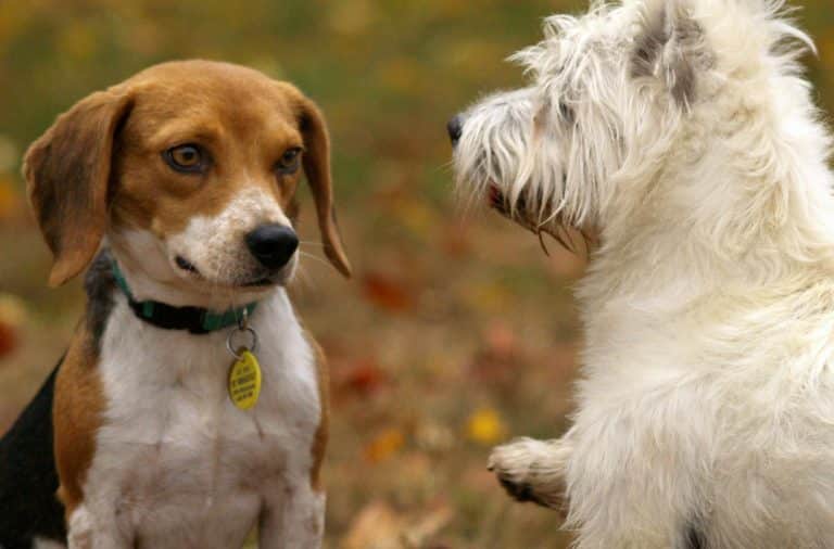 two dogs!