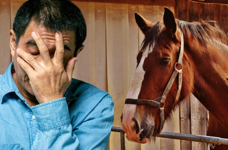 horse anger!