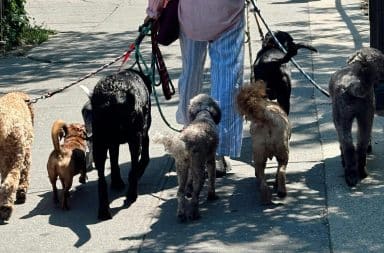 dog walking