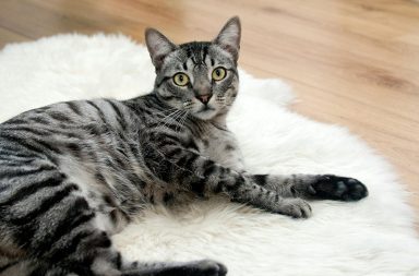 Cat lounging