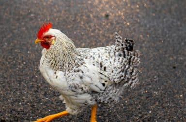 Chicken in road