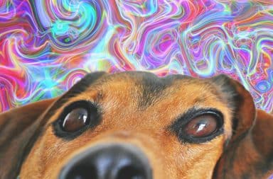 the dog is high as hell