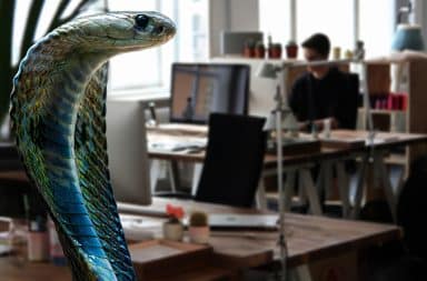 cobra in the office!!
