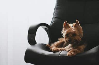 dog in the office