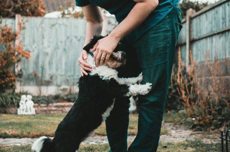 dog sniffing crotch